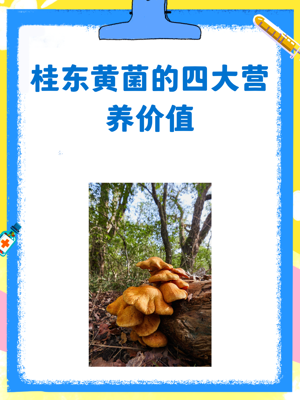 桂东黄菌,你不知道的营养宝藏!
