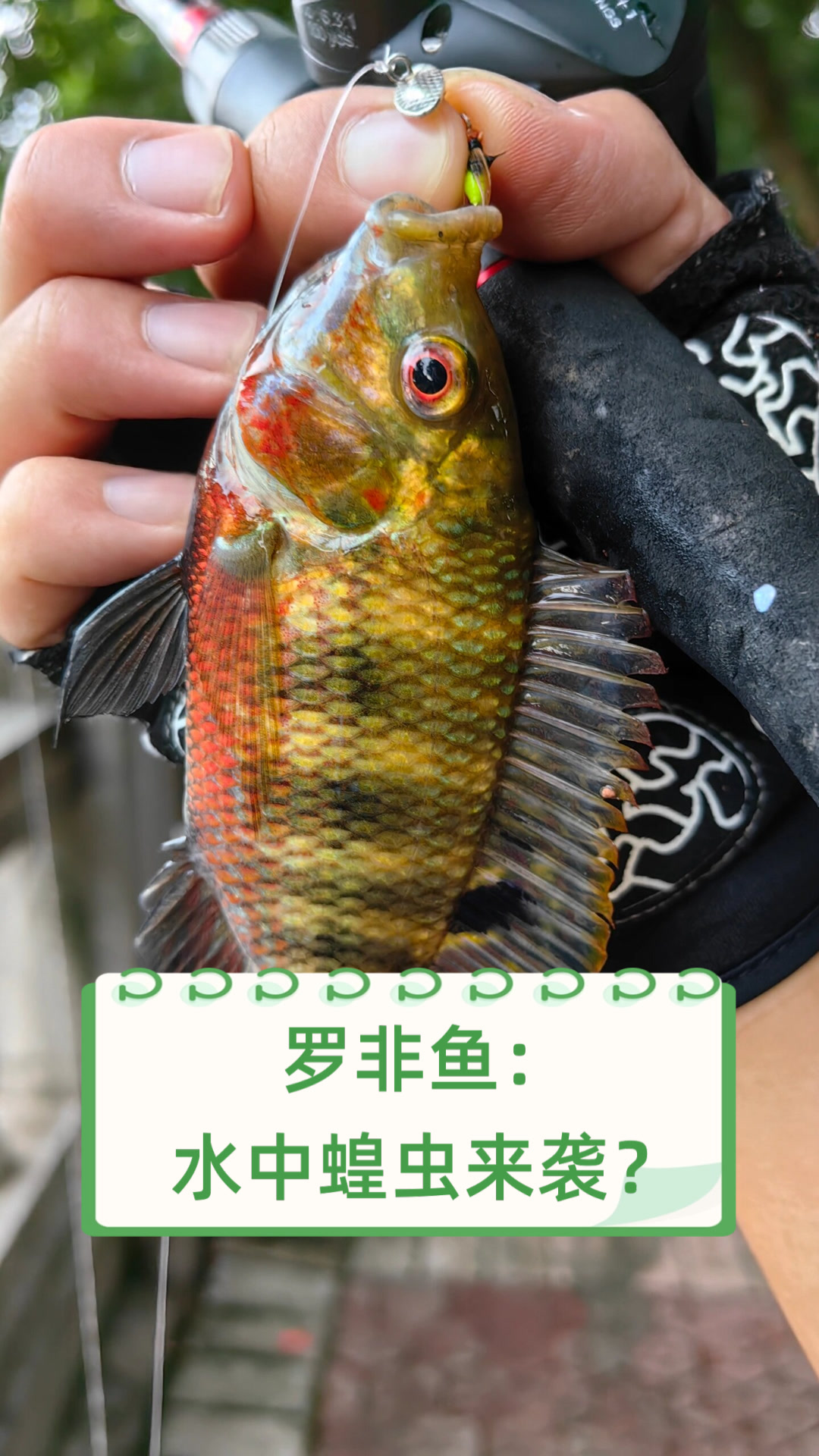 罗非鱼:水中蝗虫来袭?