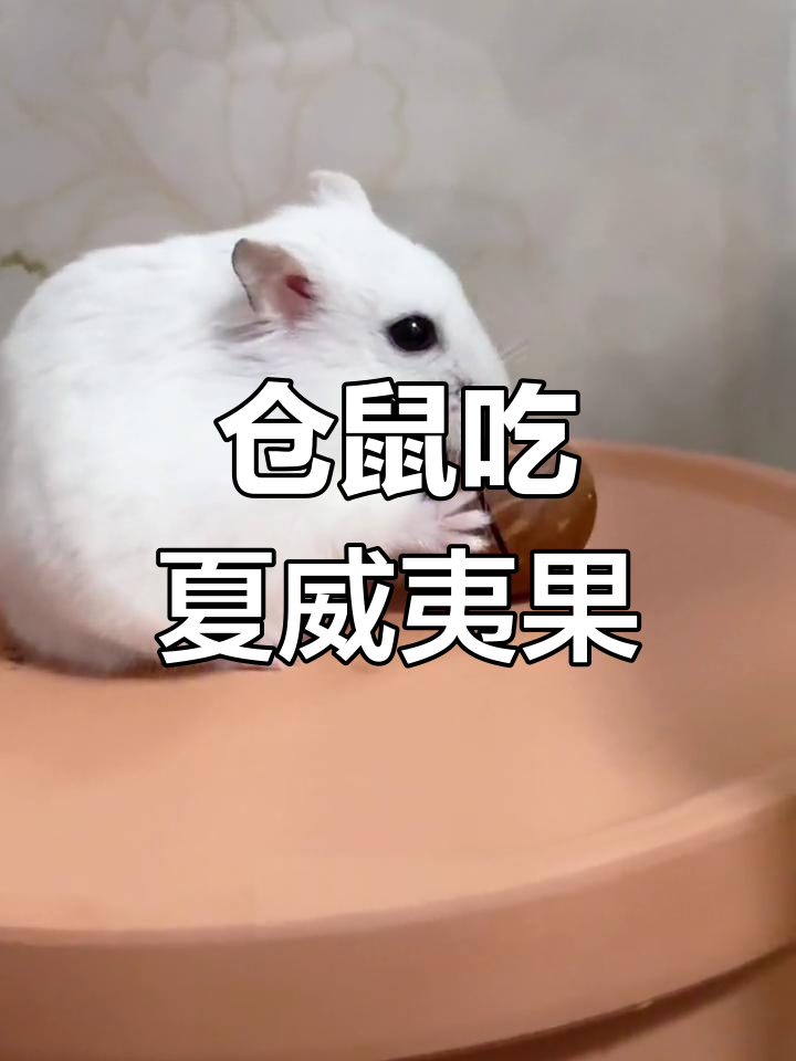 仓鼠挑战夏威夷果,咬得动吗?