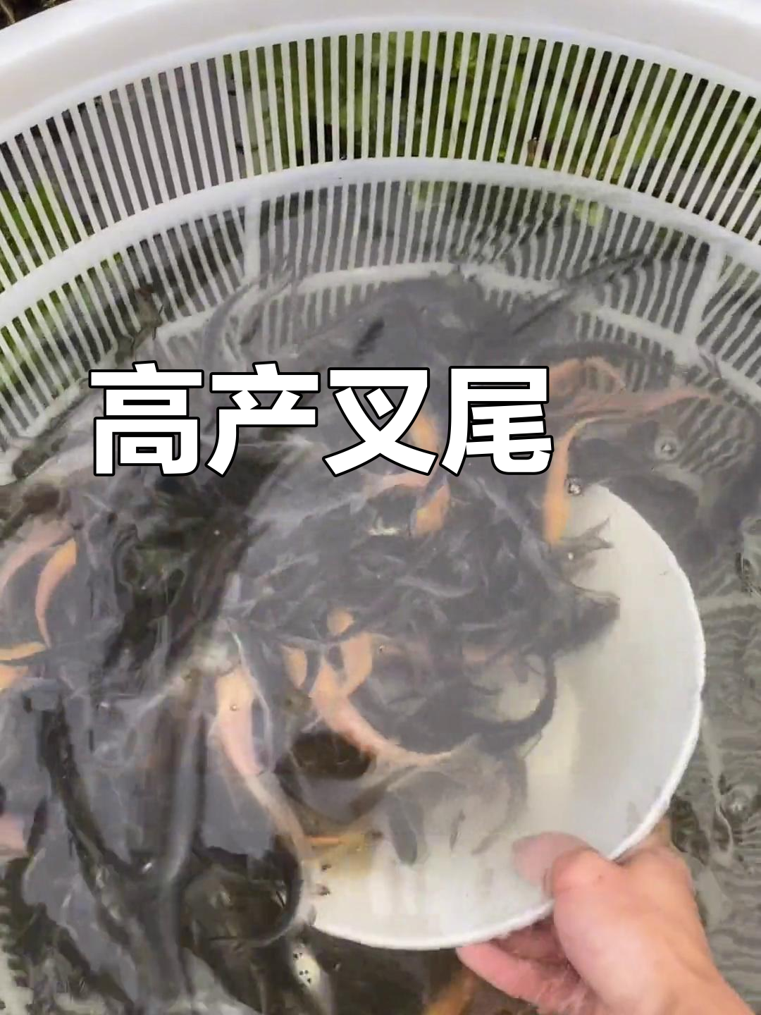 叉尾鮰鱼:适应性强,生长迅速