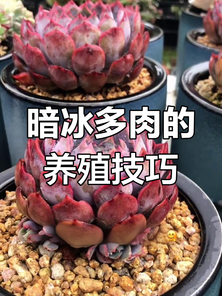 暗冰多肉养护指南:耐寒抗热,四季生长