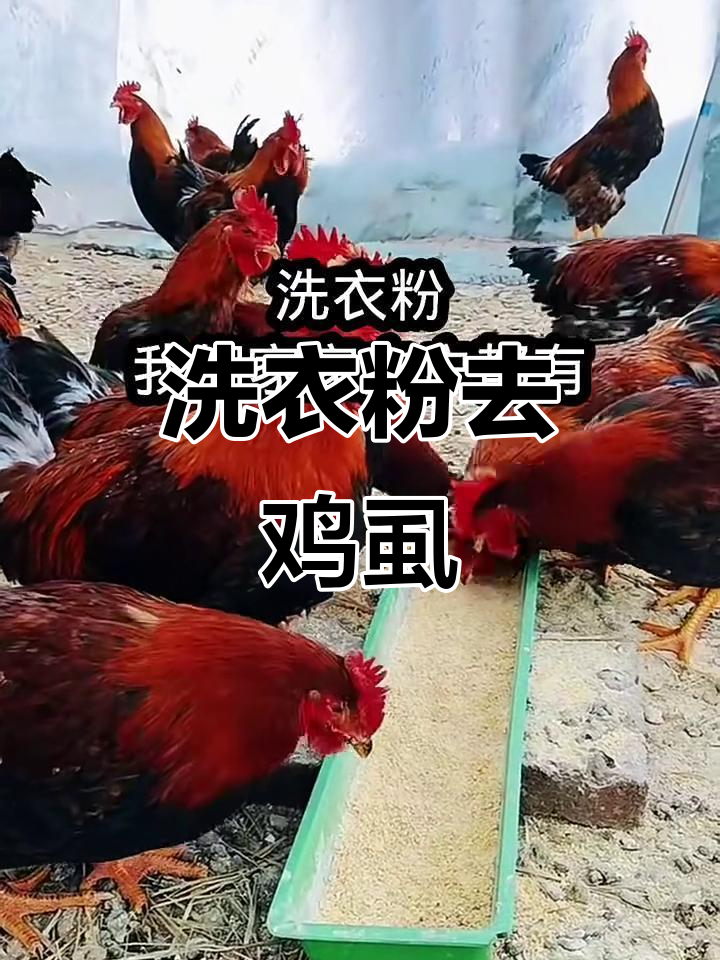 洗衣粉巧杀鸡虱,简单又有效!