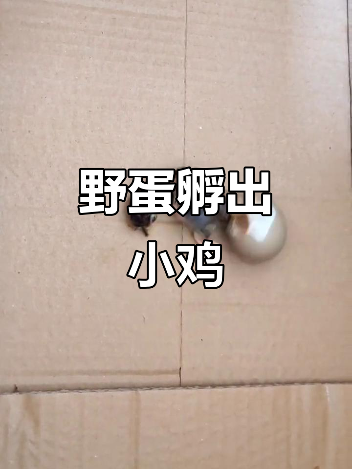 野鸡蛋孵化26天,终于迎来破壳时刻!