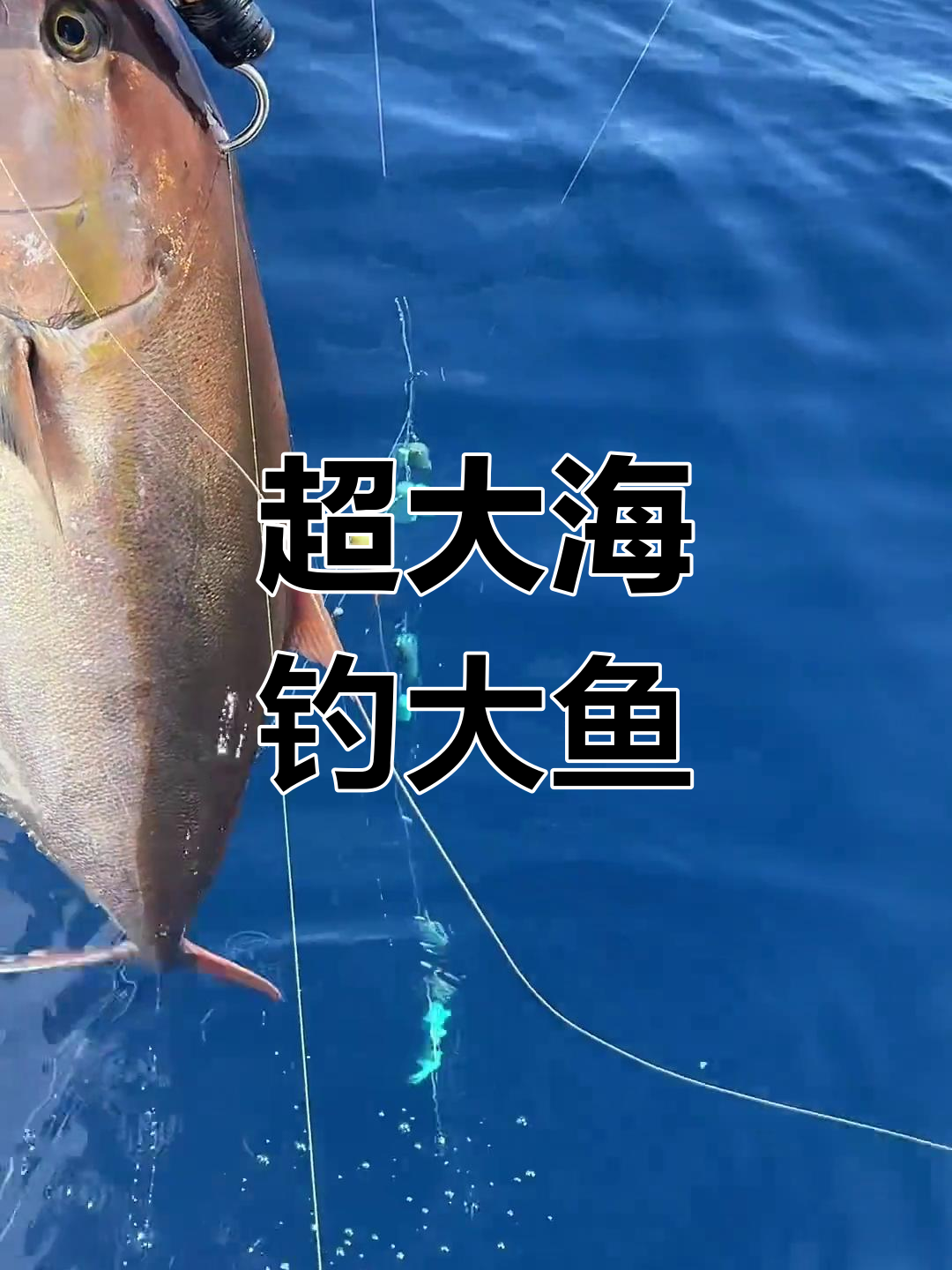 深海巨物章红鱼,重达百斤