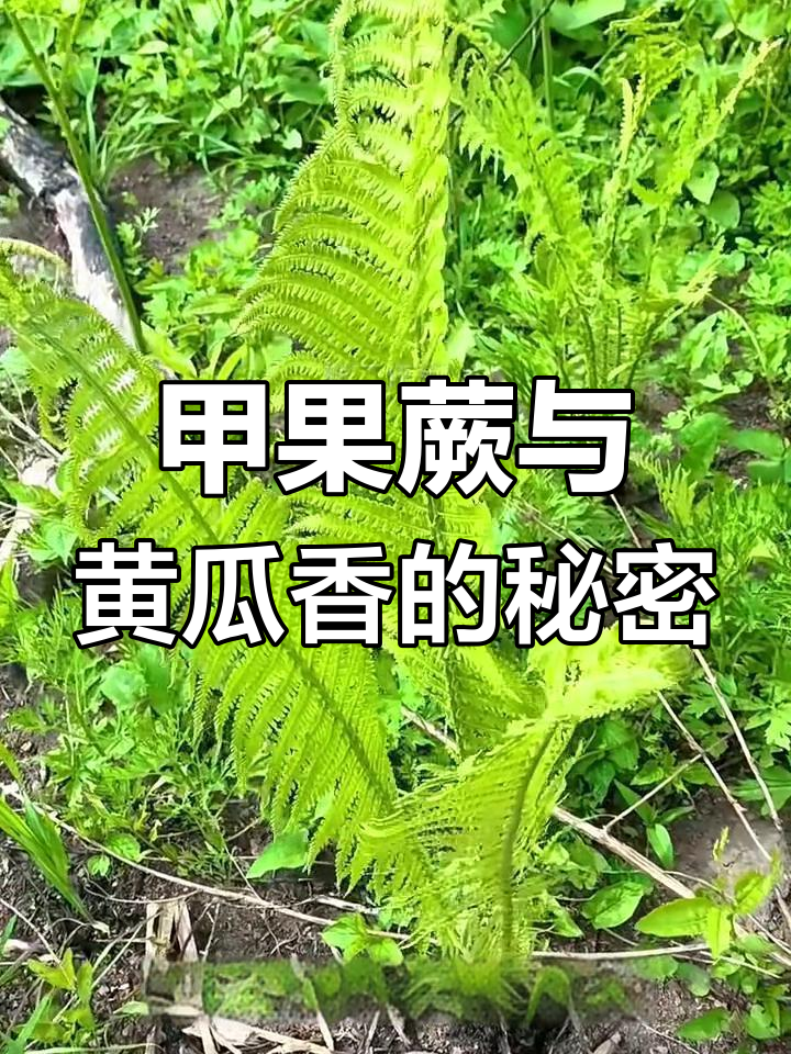 甲果蕨:东北的黄瓜香,广东人叫它“菜”