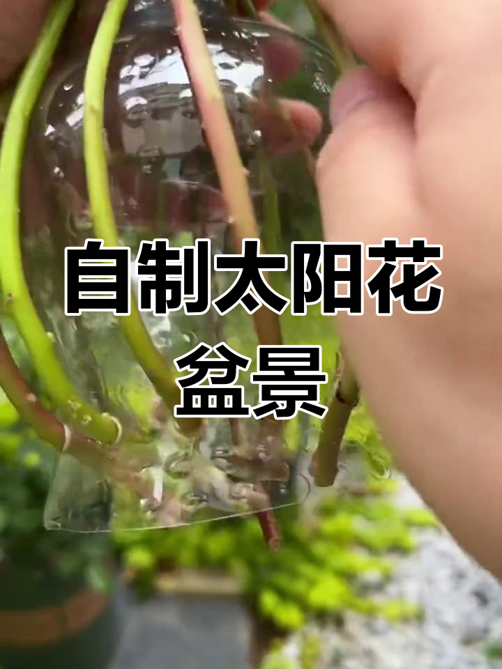 太阳花造型小盆栽,简单又好看