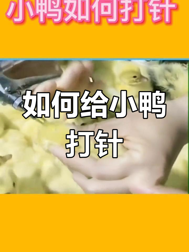 鸭子疫苗注射技巧
