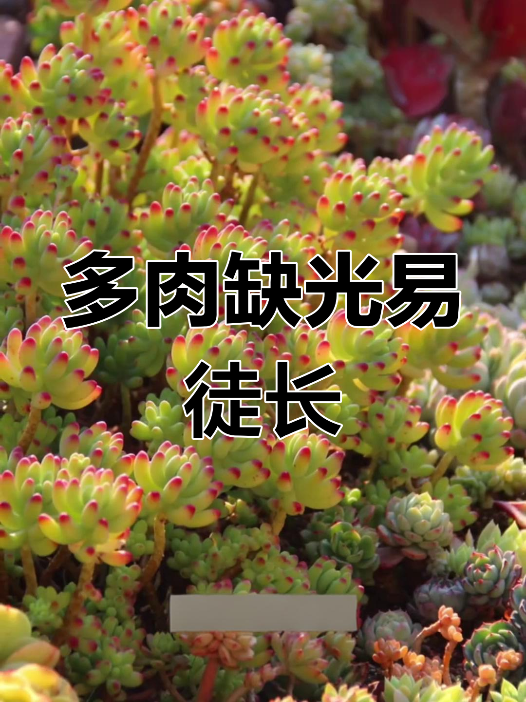 光照不足,多肉植物徒长怎么办?这10款最容易受影响