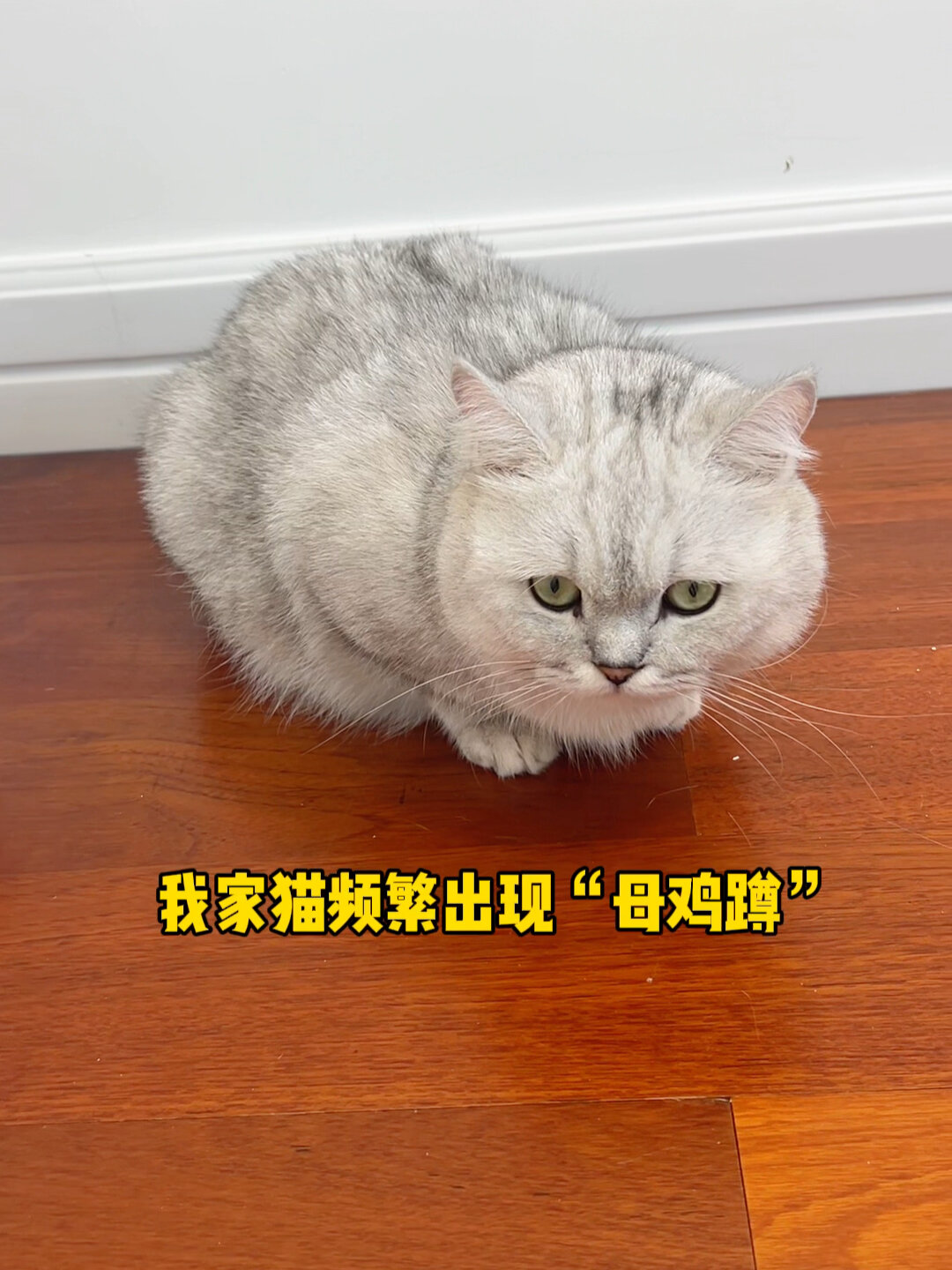 当猫咪出现“母鸡蹲”养猫人一定要注意了!