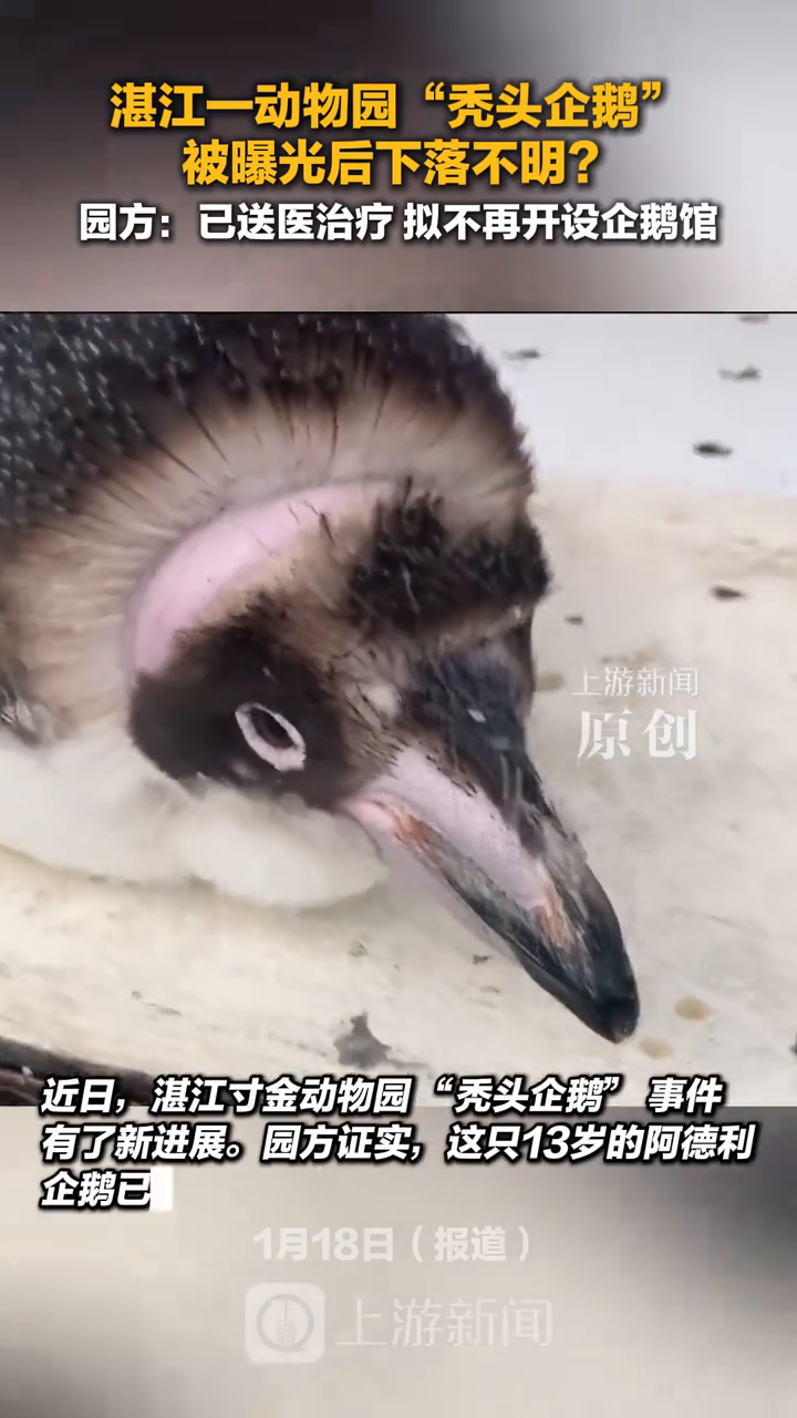 湛江一动物园“秃头企鹅”被曝光后下落不明？园方：已送医治疗