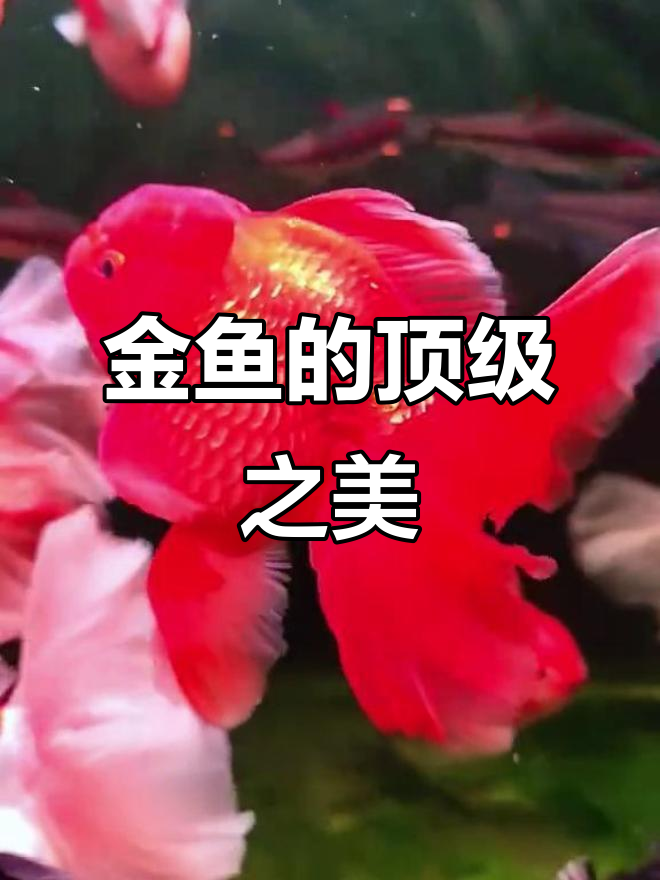 金鱼也有优劣,尾鳍如扇、头顶牡丹才是极品!