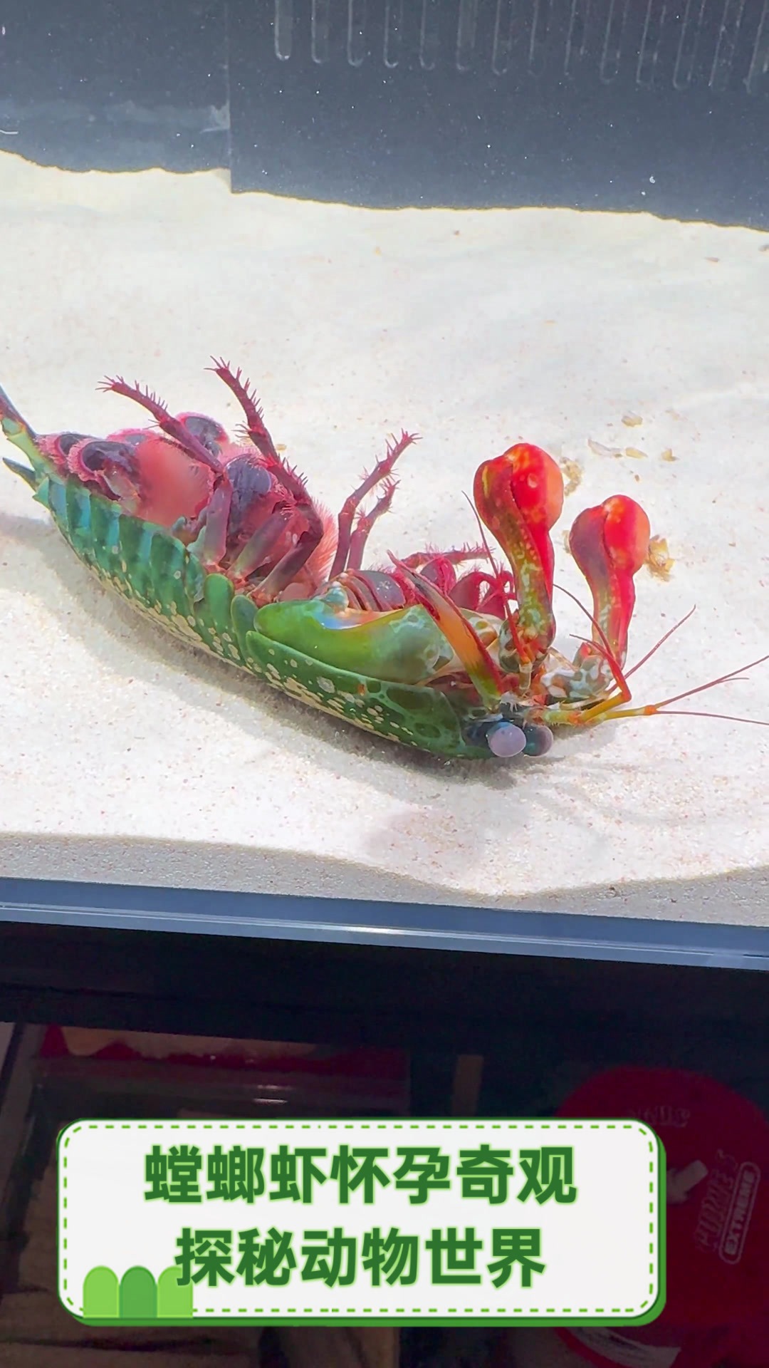 螳螂虾怀孕奇观,探秘动物世界