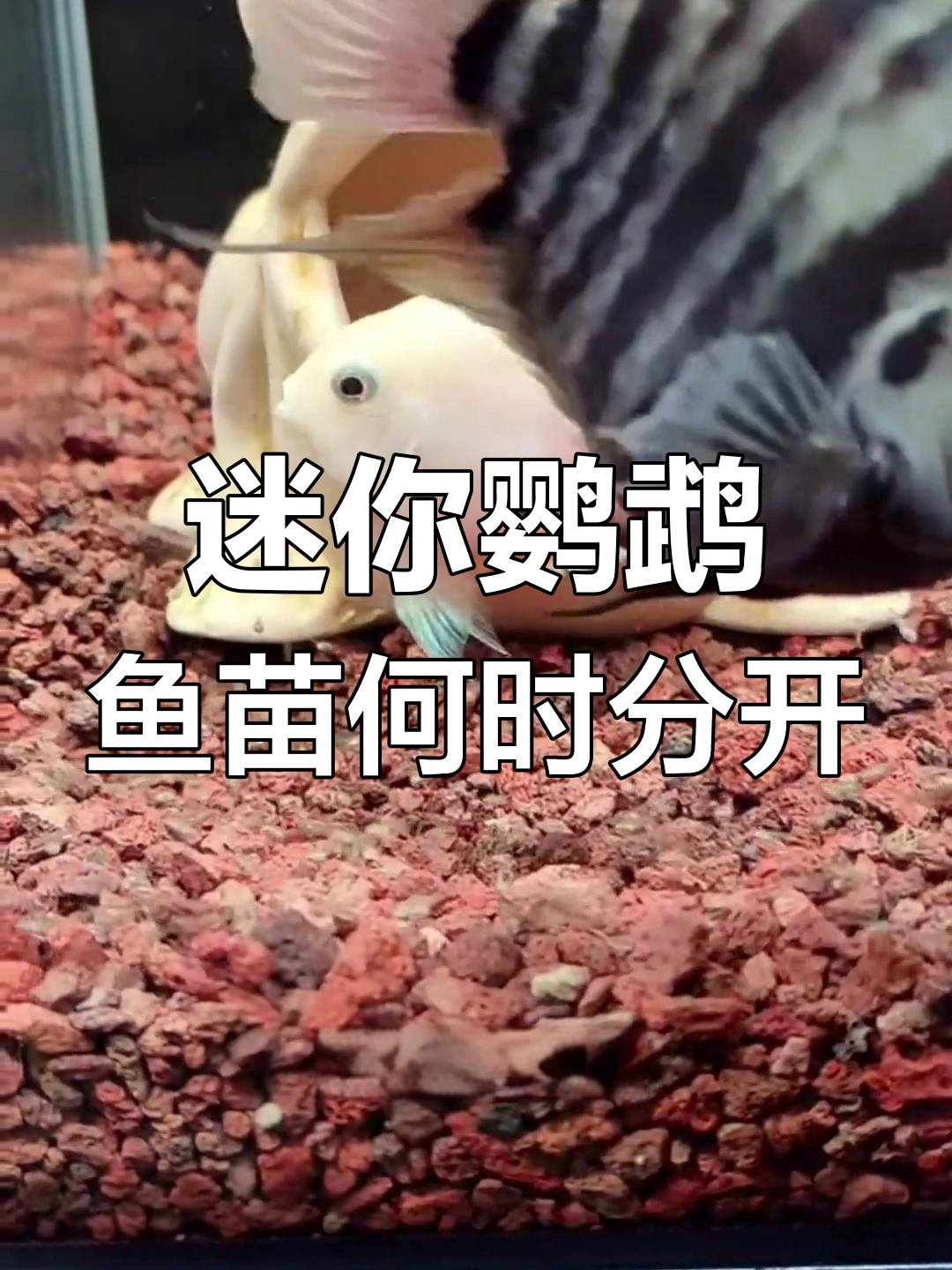 迷你鹦鹉鱼苗起飞后多久分缸?五天左右最合适