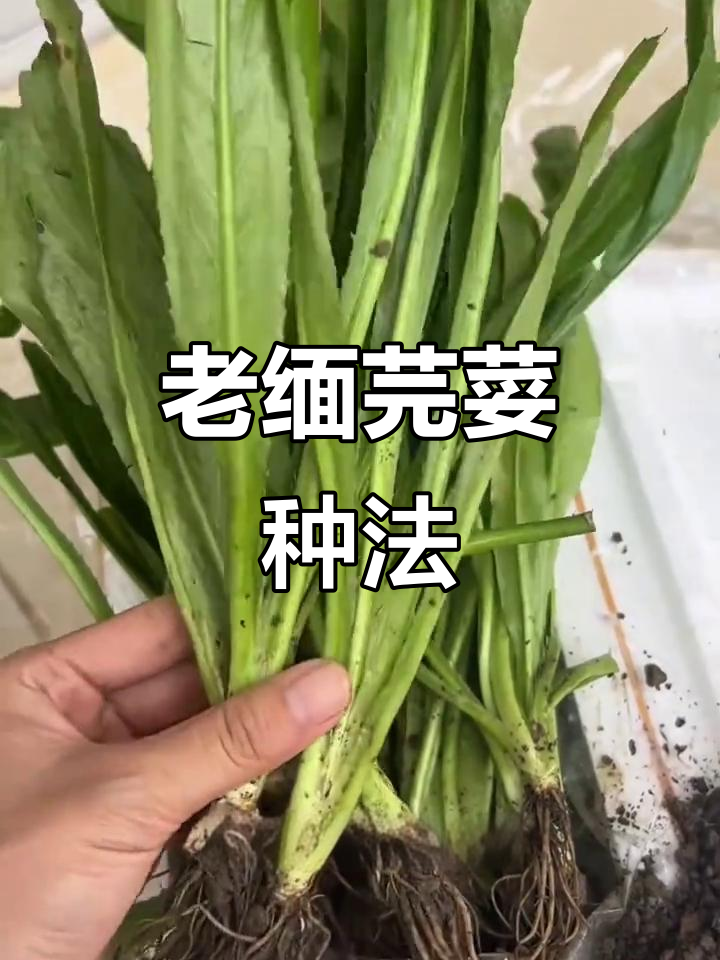 德宏老缅芫荽种植技巧与独特水豆豉拌大香菜做法