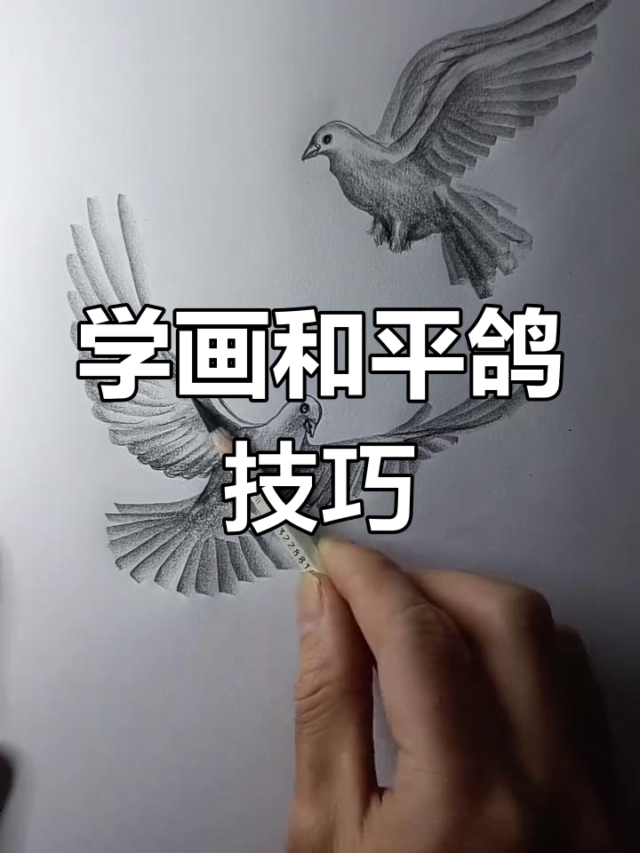 轻松学会画和平鸽,简单步骤教你画出可爱鸽子