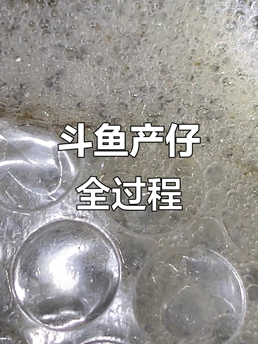斗鱼繁殖全纪录：从卵到小鱼的成长过程