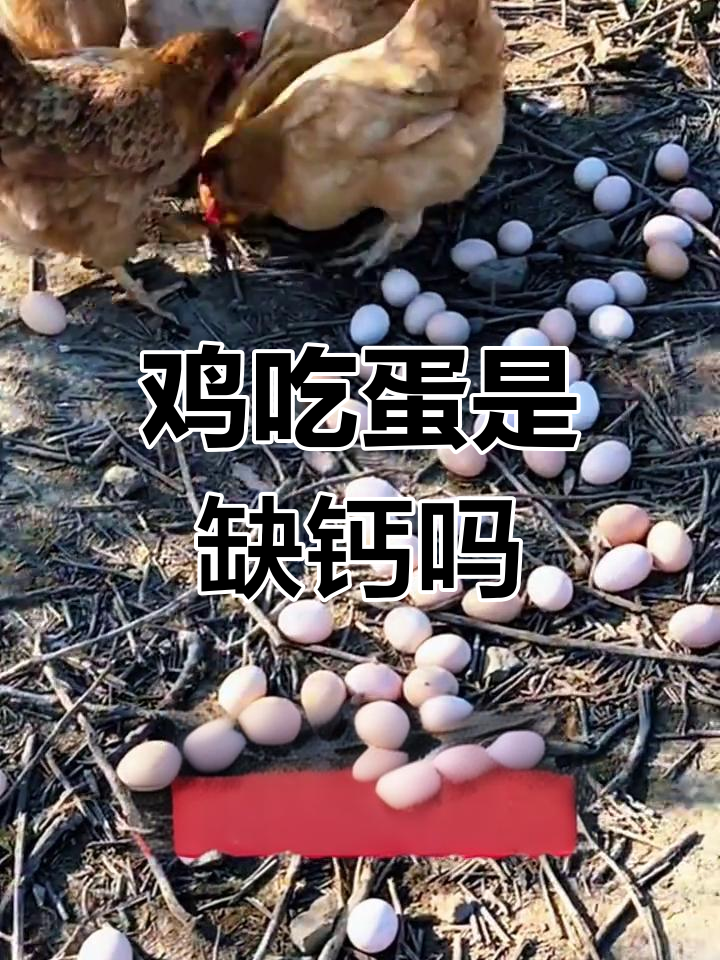 母鸡吃鸡蛋?原来是缺钙磷锌惹的祸,补充这些营养就能解决