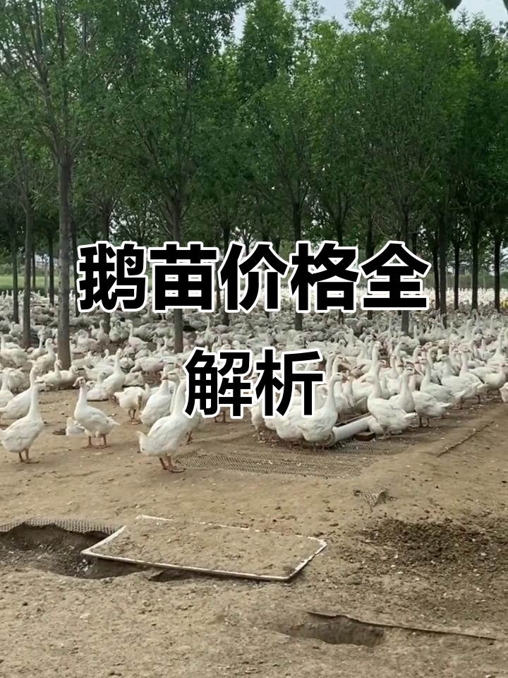 漯河鹅苗价格,四季、狮头肉鹅苗一网打尽!