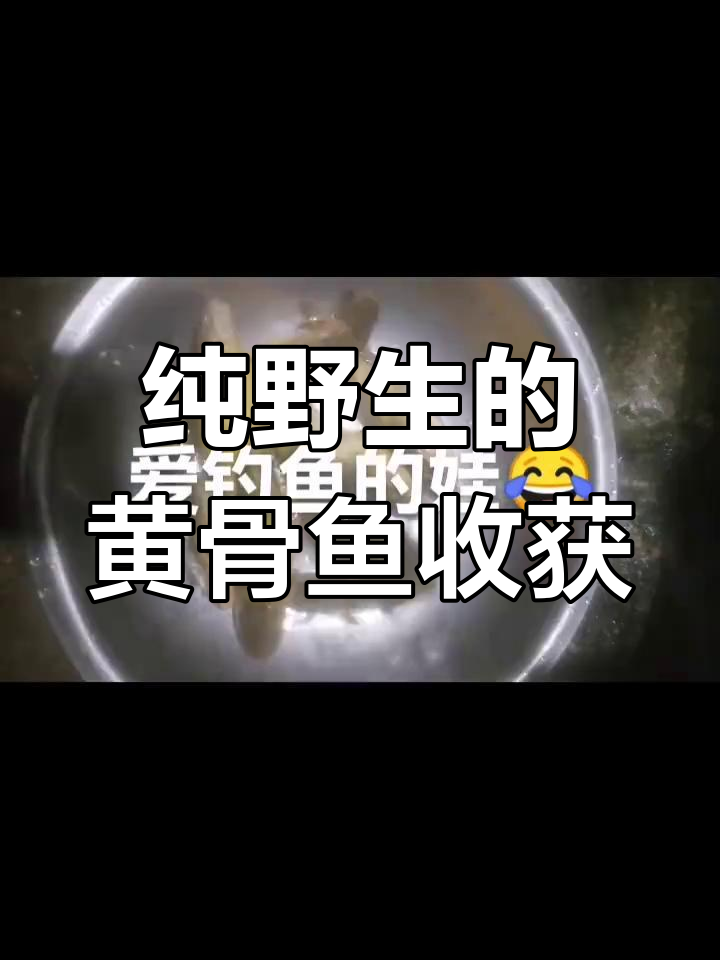 野生黄辣丁鱼大丰收,钓友们纷纷前来挑战