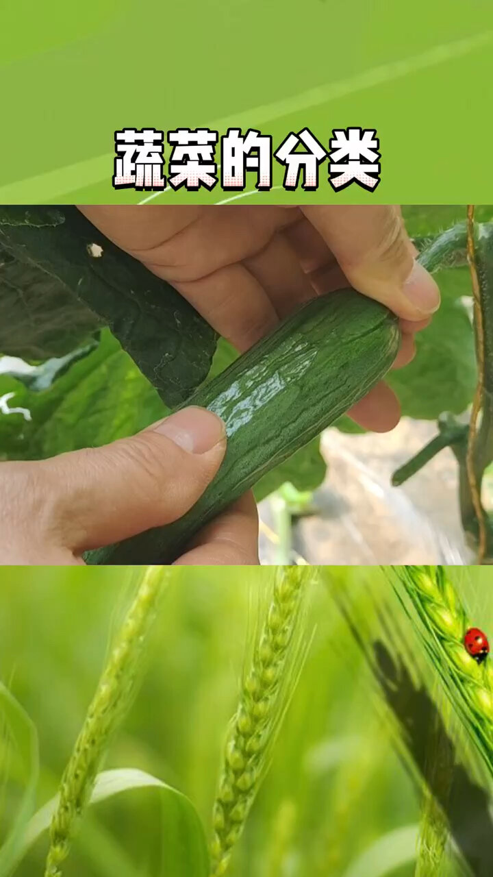 土豆是块茎还是块根类蔬菜?
