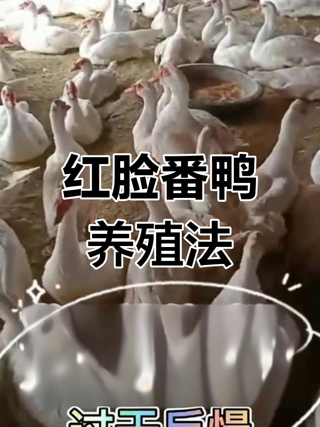 番鸭红脸秘诀,快速生长全靠这些技巧!