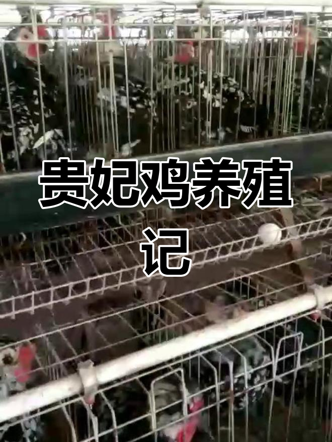 贵妃鸡养殖300天,2000只成年,平均重约三斤