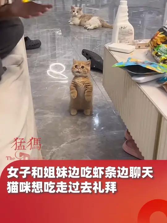 女子和姐妹边吃虾条边聊天,猫咪想吃走过去礼拜另一只远远看着,“简直就是小狗猫”