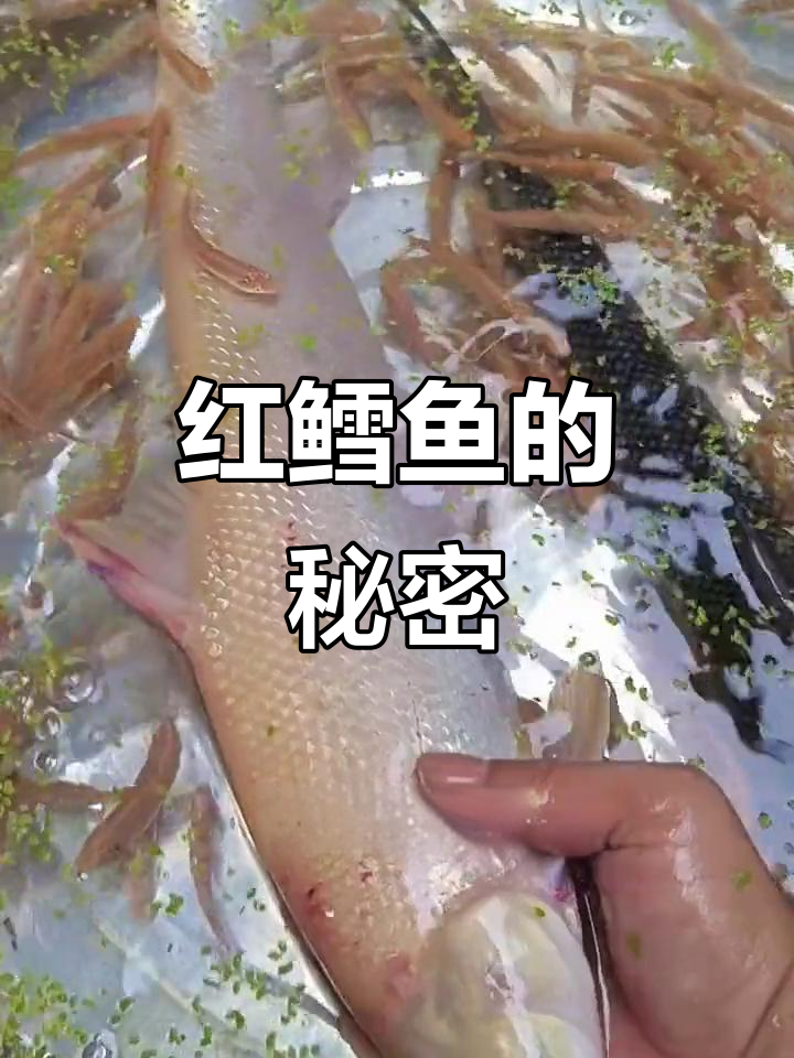 赤眼红鳕鱼,草食为主,肉质鲜美,最大可达15斤