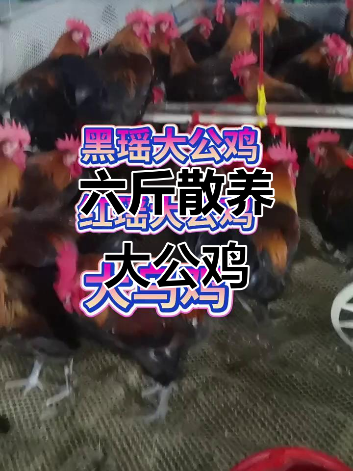 散养大公鸡,六斤多优质黑毛公鸡批发