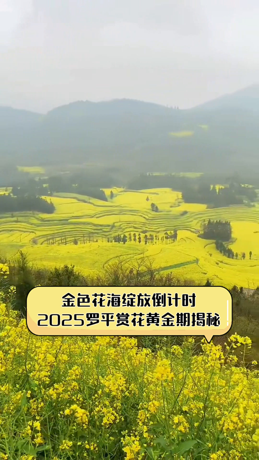金色花海绽放倒计时,2025罗平赏花黄金期揭秘