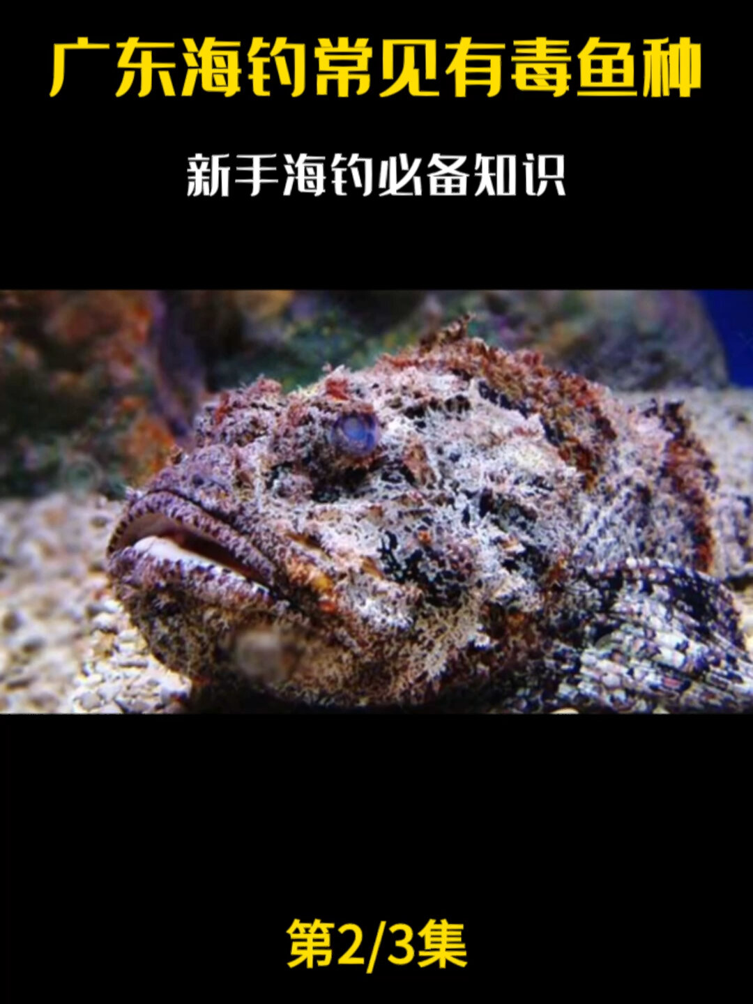 广东海钓常见有毒鱼种,海钓人必备知识