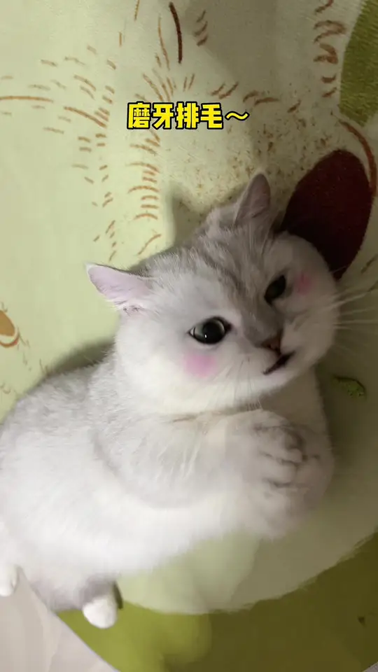 矮脚猫:爱吃小鱼饼干的可爱“憨憨”