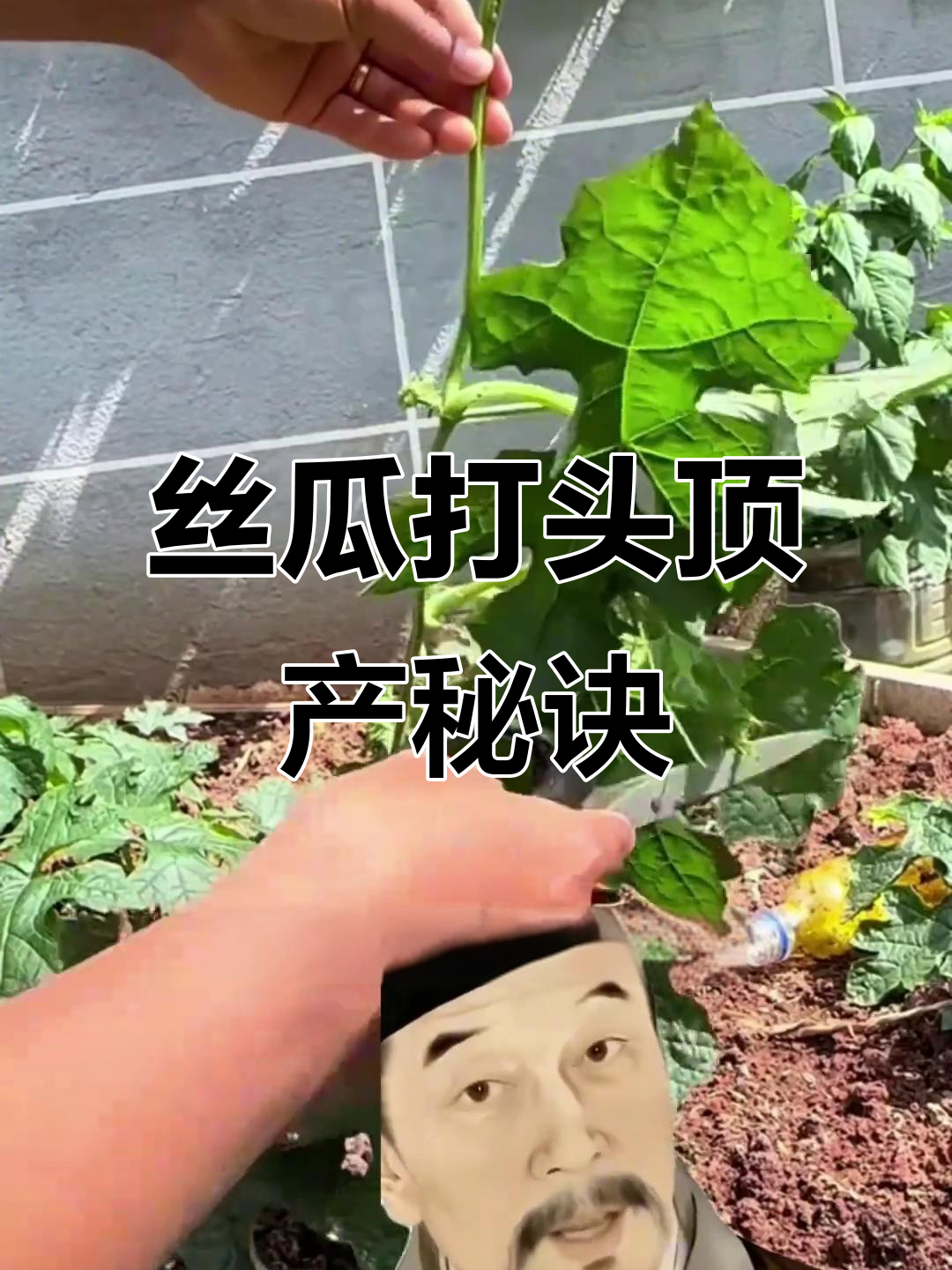 丝瓜不打头,产量翻倍!教你如何正确打顶