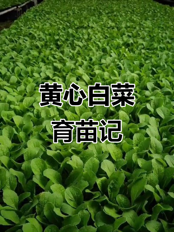 山东寿光天震农业:黄心白菜五十五天长成,品质优良