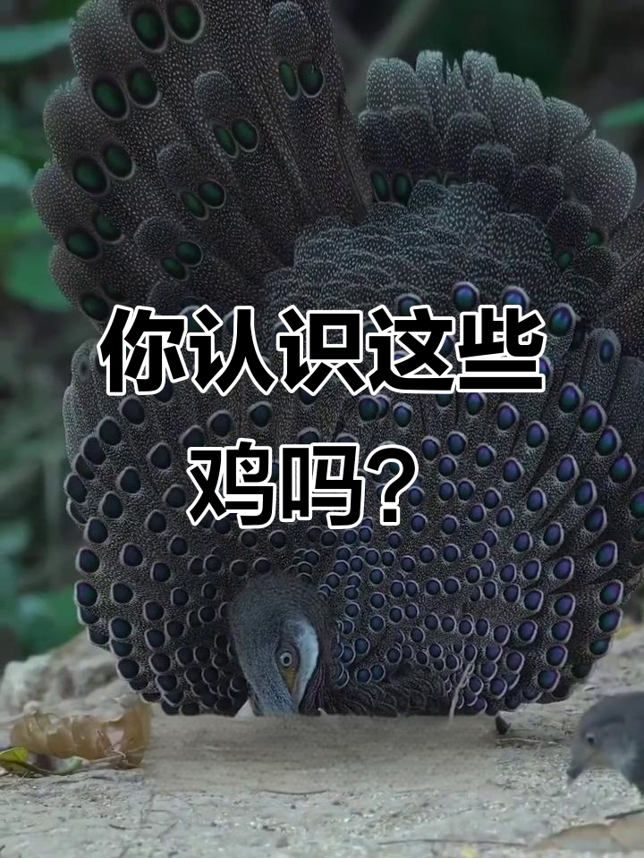 盘点那些你见过的鸡,看看你能认出多少种!