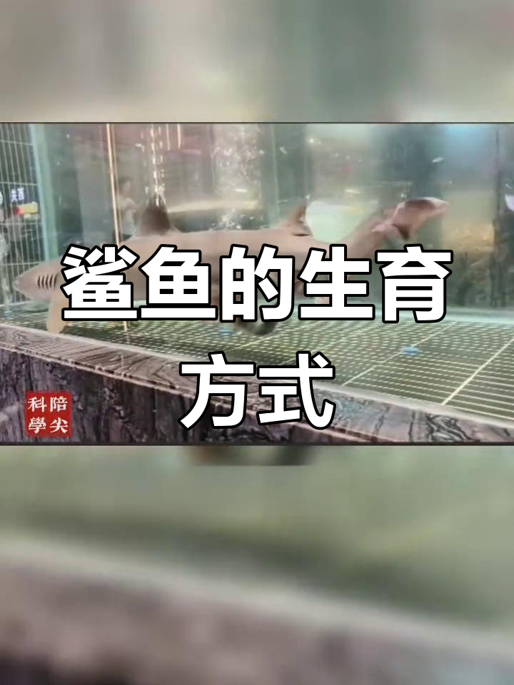 鲨鱼如何繁殖?揭秘卵胎生过程