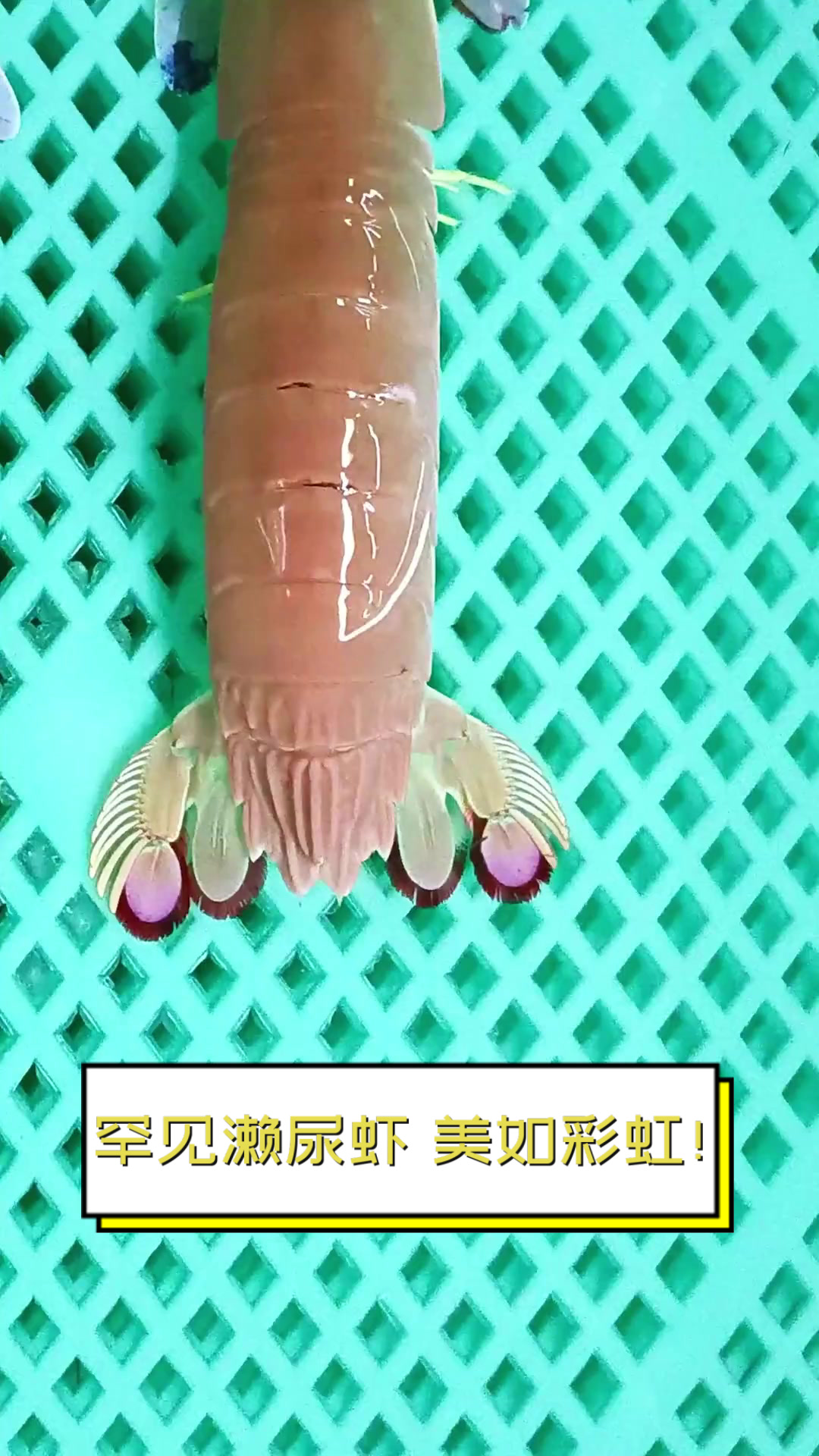 罕见濑尿虾,美如彩虹!