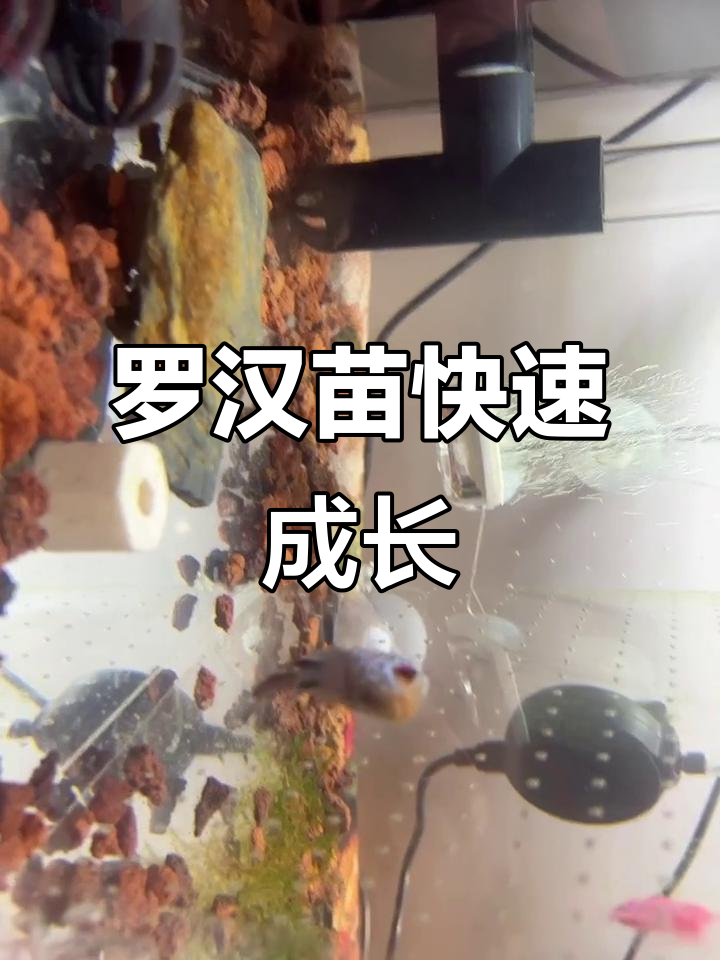 一个月内，罗汉苗迅速长大，与邻居鱼儿亲密互动