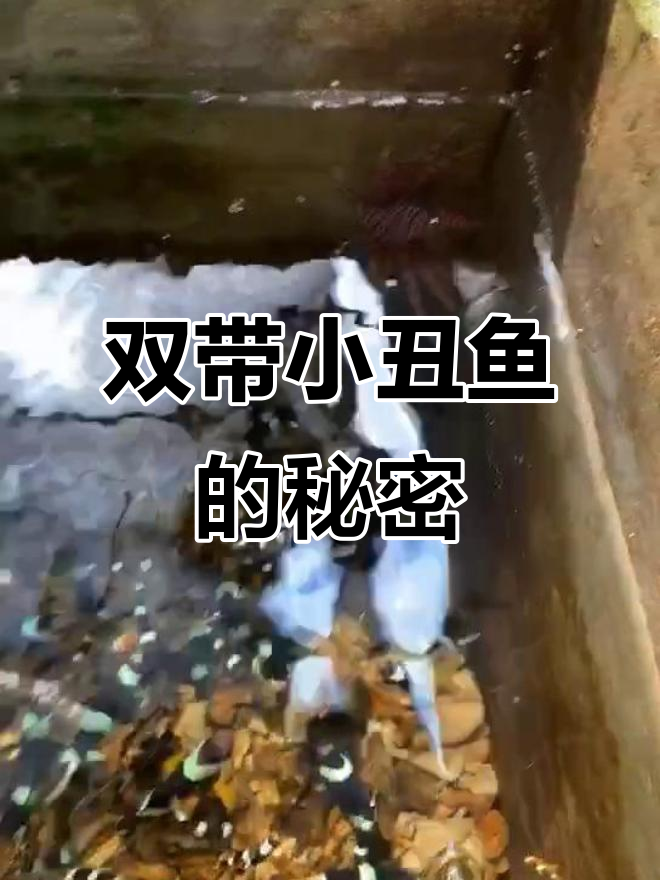 双带小丑鱼:独特外貌与神秘生活