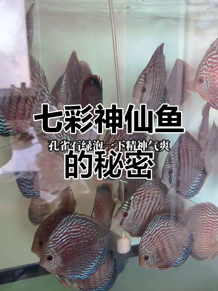 风浪越大,七彩神仙鱼越值钱