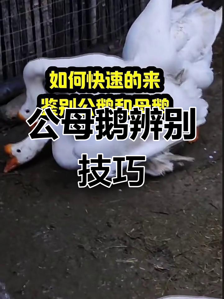 30秒学会分辨公母鹅,简单又实用