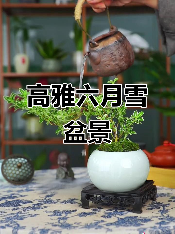 六月雪盆景,悬崖造型太美了!冰裂纹陶瓷盆加持好运