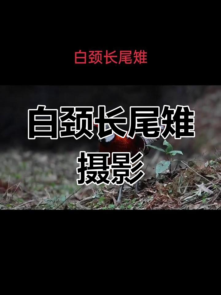 福建明溪白颈长尾雉,零距离感受自然之美