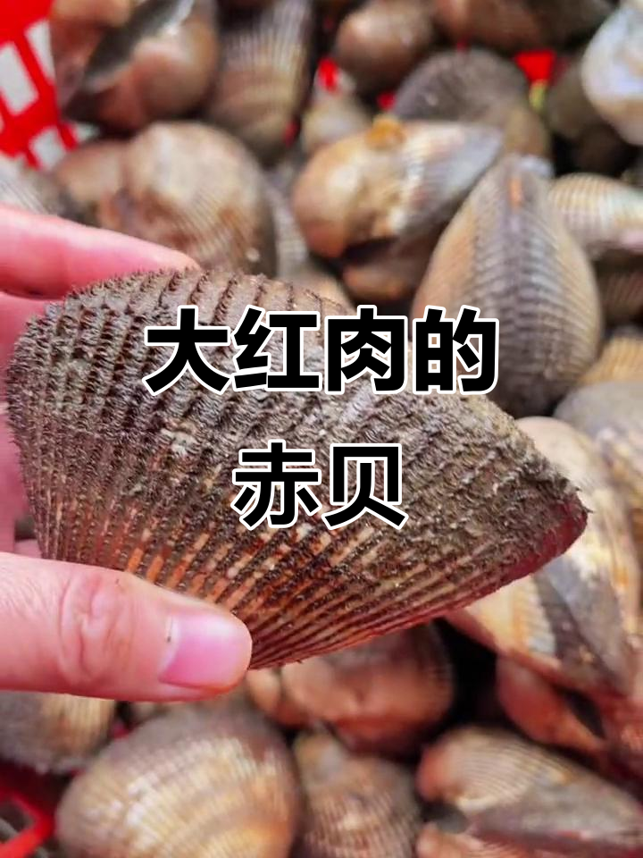 每一颗大赤贝都藏着满满的红肉,海鲜原产地直供