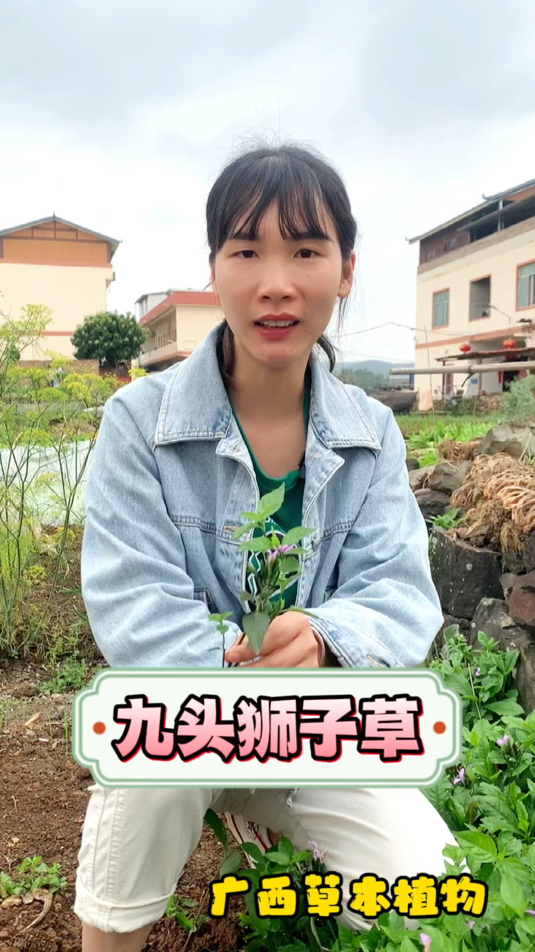 百草之——九头狮子草