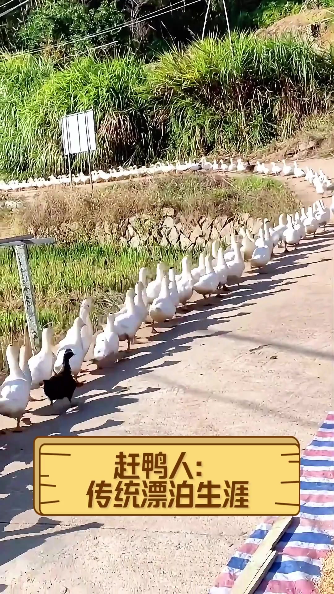 赶鸭人:传统漂泊生涯
