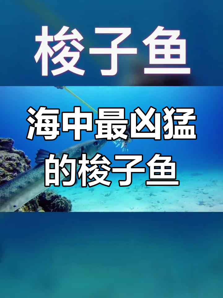梭子鱼:海中狼牙,最凶猛的鱼类之一
