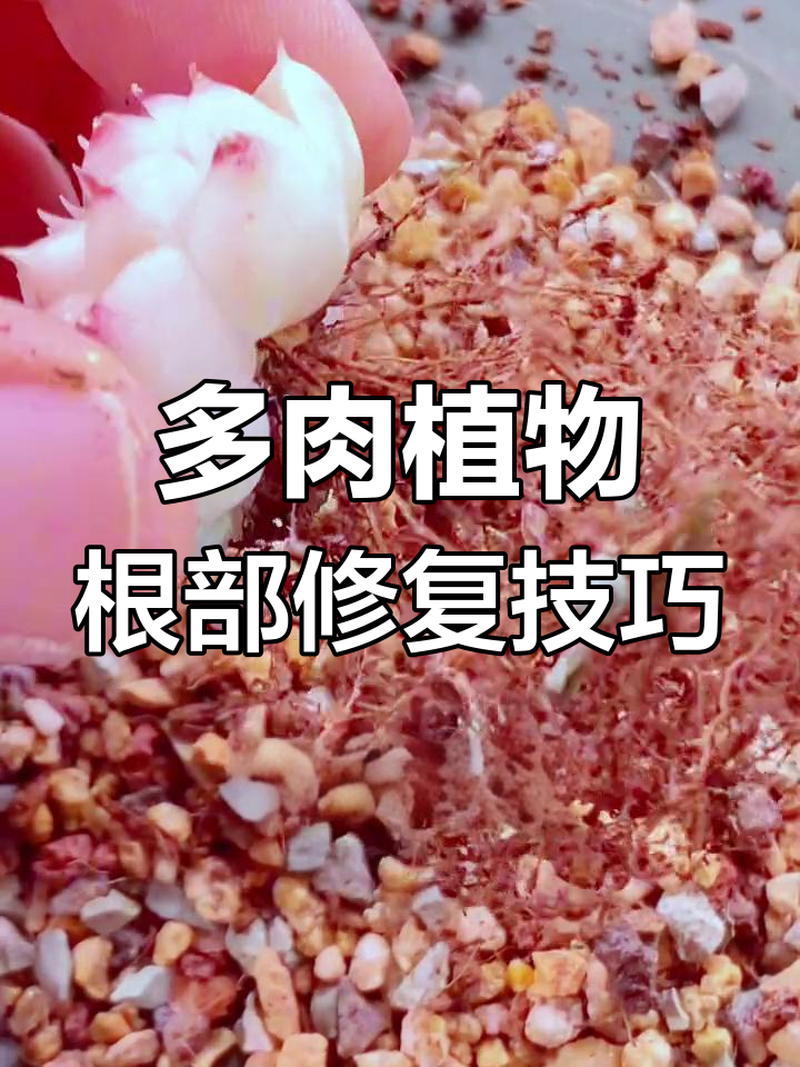 修复烂根,让枯萎多肉重获新生!