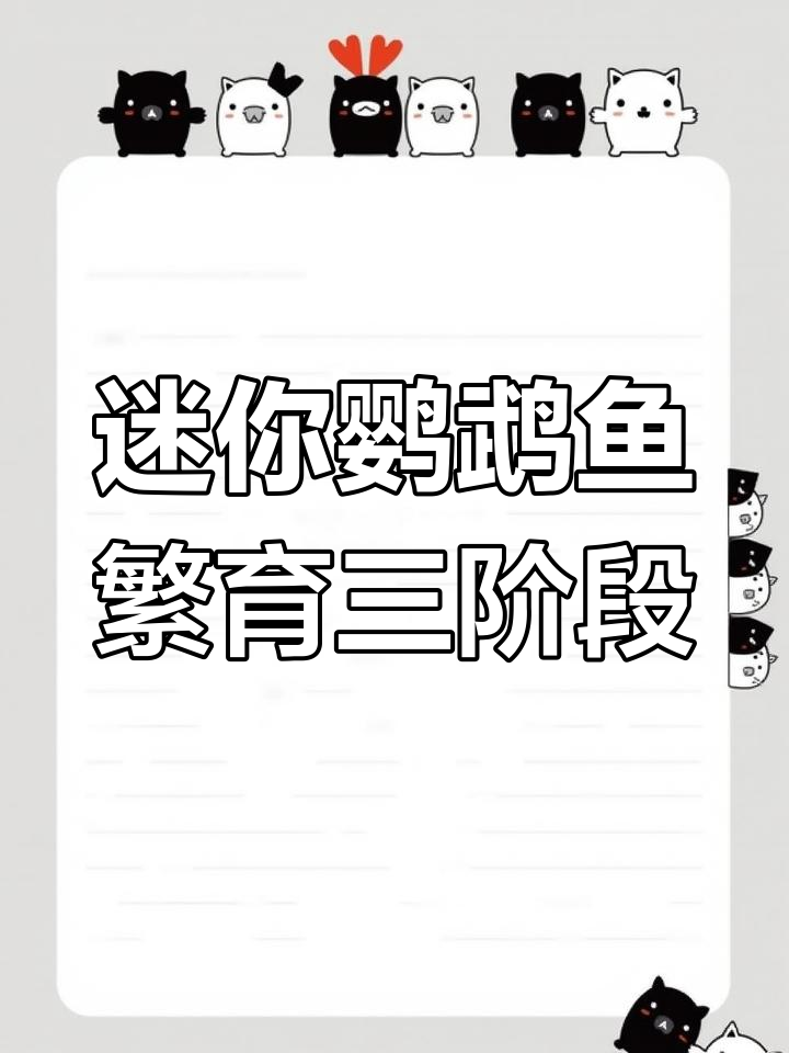 迷你鹦鹉鱼繁殖全过程揭秘:配对、产卵与孵化
