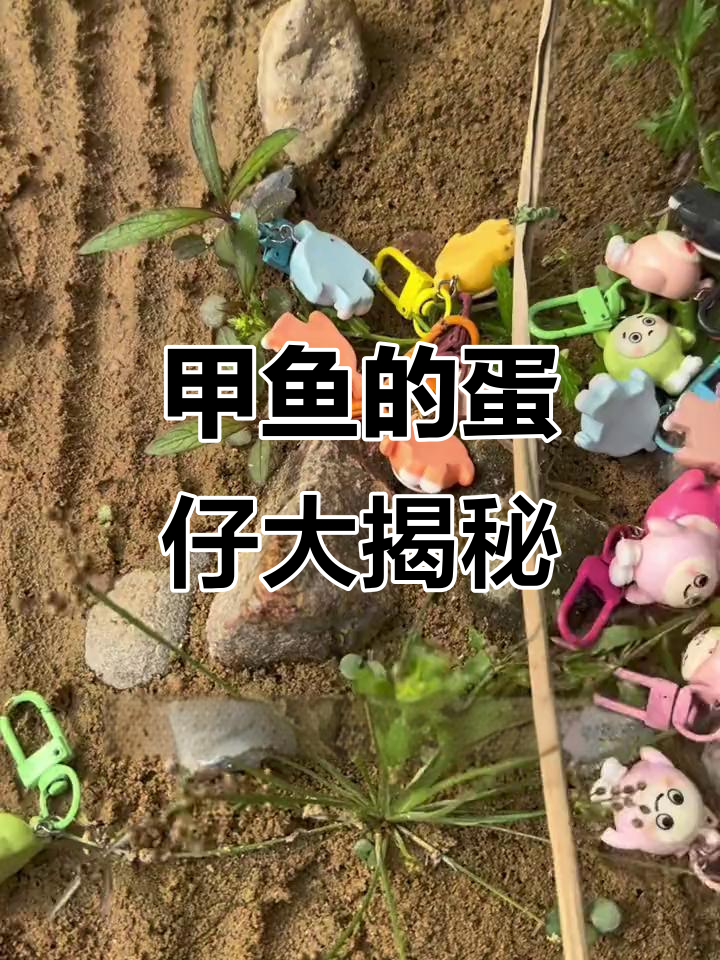 萨卡班甲鱼肚子里藏了这么多蛋仔,真是太神奇!